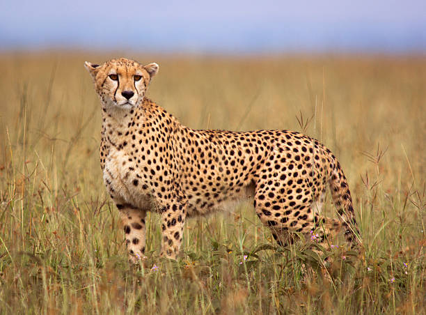 What is the Difference Between a Cheetah and a Leopard