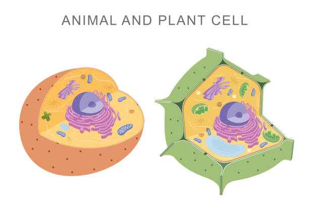 What is the Difference Between Plant Cells and Animal Cells